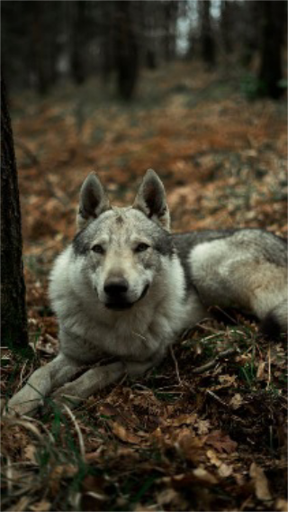 Cane legato al tavolo, salvato dalla guardie zoofile